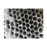 BeeHive 01 Postcards