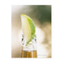 Beer bottle with lime wedge post cards