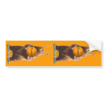 Beer Mosa? bumper stickers