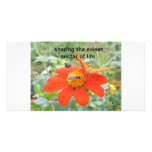 bees and butterflies photo greeting card