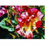 Bees At The Rose Photo Cutouts