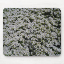 Bee's Blanket