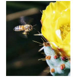 Bees Cactus Flowers t-shirts