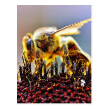 Bees Collecting Pollen Postcards
