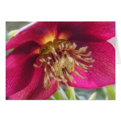 Bee's Eye View Of A Spring Hellebore Blossom Card by Pretty_World