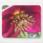 Bee's Eye View Of A Spring Hellebore Blossom Mouse Pad