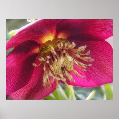 Bee's Eye View Of A Spring Hellebore Blossom Posters by Pretty_World