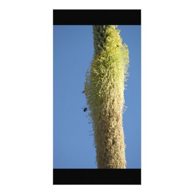 Bees Feeding on Desert Flowers Mexico Personalized Photo Card by Caroline_Webb