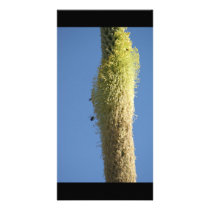 Bees Feeding on Desert Flowers Mexico Personalized Photo Card