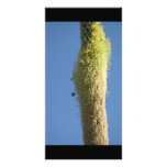 Bees Feeding on Desert Flowers Mexico photo cards