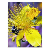 Bees Flowers Postcard