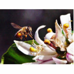Bees Flying Photo Cut Outs
