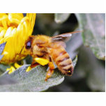 Bees Insects 3 Photo Cutout