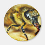 Bees Insects Fridge Magnet