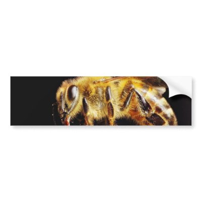 Bees Insects Marco Bumper Stickers by lifesphere