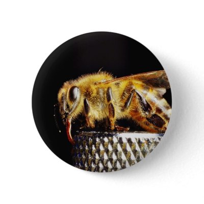 Bees Insects Marco Pins by lifesphere