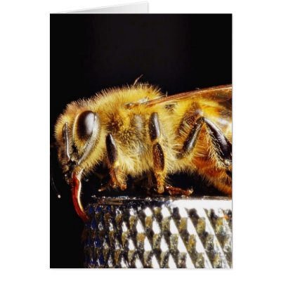 Bees Insects Marco Card by lifesphere