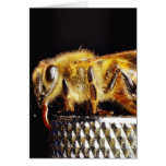 Bees Insects Marco cards