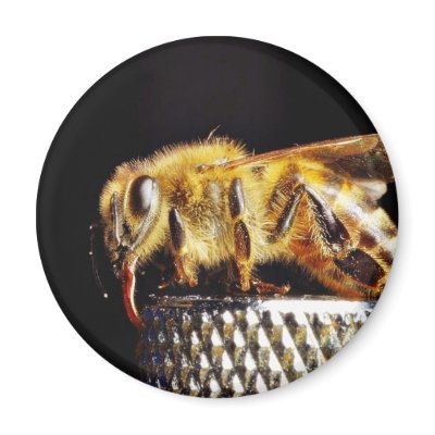 Bees Insects Marco Refrigerator Magnet by lifesphere