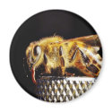 Bees Insects Marco magnets