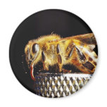 Bees Insects Marco magnets