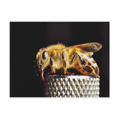Bees Insects Marco Postcards by lifesphere