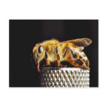 Bees Insects Marco postcards