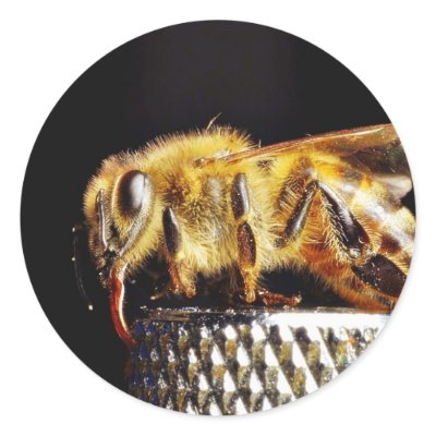Bees Insects Marco Round Stickers by lifesphere