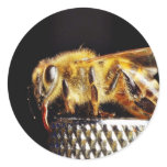 Bees Insects Marco stickers