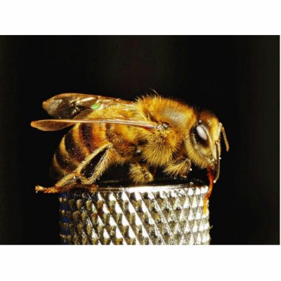 Bees Insects Wings Insects Bugs Photo Sculptures by lifesphere