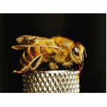 Bees Insects Wings Insects Bugs photo sculptures