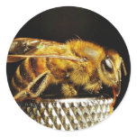 Bees Insects Wings Insects Bugs Round Sticker