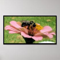 Bees LOve Zinnas