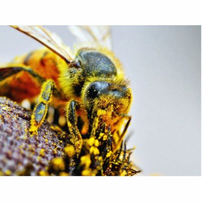 Bees Macro Pollen Insects Acrylic Cut Outs by lifesphere