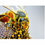 Bees Macro Pollen Insects Acrylic Cut Outs