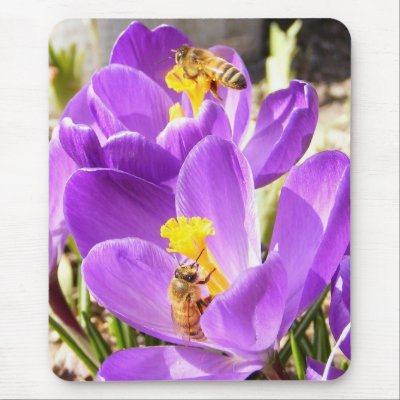 Bees on Crocus ~ mousepad by Andy2302