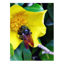 Bees On Yellow Flowers Pollen Post Card