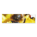 Bees Pollen Insects Wings Macro Bugs Bumper Stickers