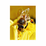 Bees Pollen Insects Wings Macro Bugs Photo Sculptures