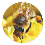 Bees Pollen Insects Wings Macro Bugs stickers
