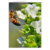 Bees Pollenating Basil Greeting Cards