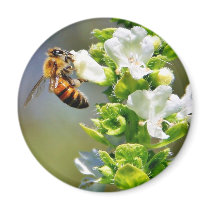 Bees Pollenating Basil Fridge Magnet
