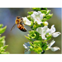 Bees Pollenating Basil Photo Sculpture