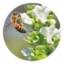Bees Pollenating Basil Round Sticker