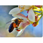 Bees Really Like Pollinating My Myer Lemon Tree photo sculptures