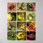 Bees & Wasps posters