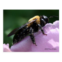 Beesides Postcard postcards