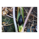 Beetle Blanket Greeting Card