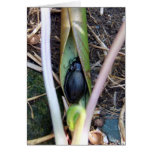 Beetle Blanket Greeting Card