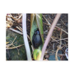 Beetle Blanket Postcard